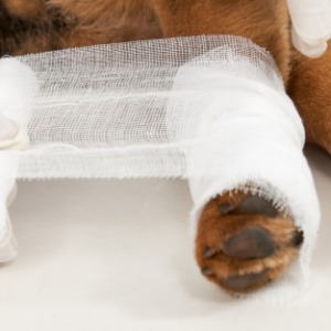 Curso de Rehabilitación Veterinaria